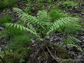 Plant form with sporangia